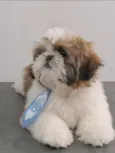 TED