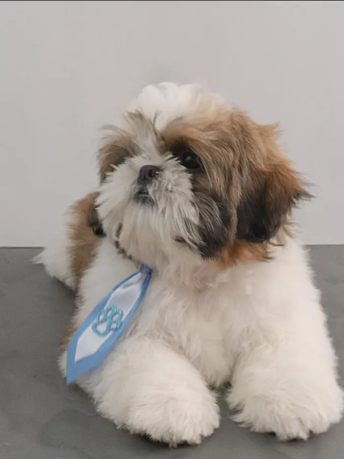 Cachorro raça Shitzu idade 2 a 6 meses nome TED