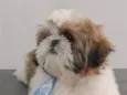TED