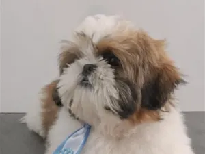 Cachorro raça Shitzu idade 2 a 6 meses nome TED