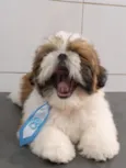 TED