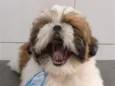 TED