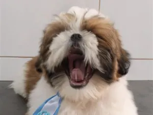 Cachorro raça Shitzu idade 2 a 6 meses nome TED