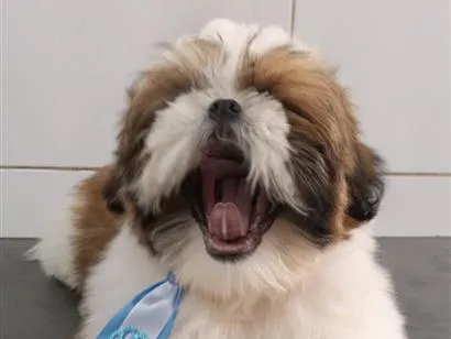 Cachorro raça Shitzu idade 2 a 6 meses nome TED