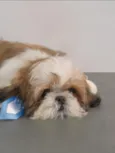 TED