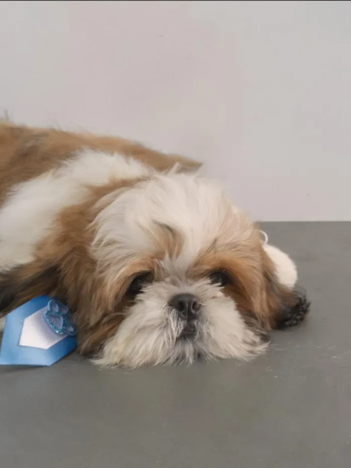 Cachorro raça Shitzu idade 6 ou mais anos nome TED