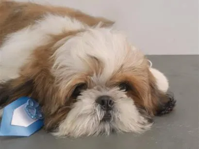 Cachorro raça Shitzu idade 6 ou mais anos nome TED