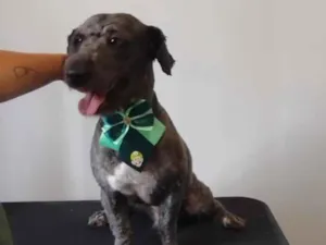 Cachorro raça Poodle idade 5 anos nome Théo 