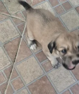 Cachorro raça SRD-ViraLata idade Abaixo de 2 meses nome sem nome