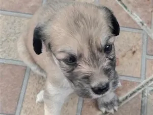 Cachorro raça SRD-ViraLata idade Abaixo de 2 meses nome sem nome