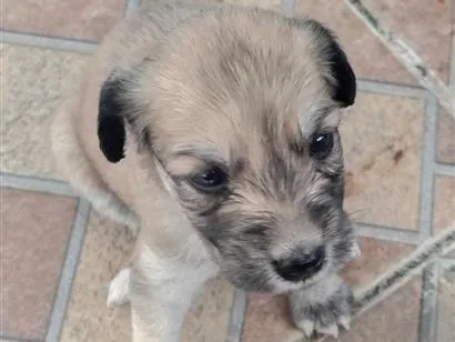 Cachorro raça SRD-ViraLata idade Abaixo de 2 meses nome sem nome