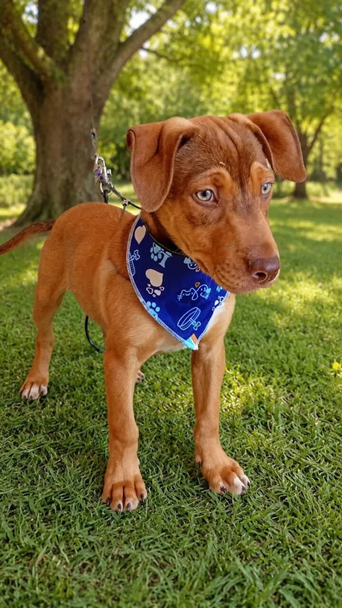 Cachorro raça SRD-ViraLata idade 2 a 6 meses nome Apollo