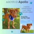 Apollo