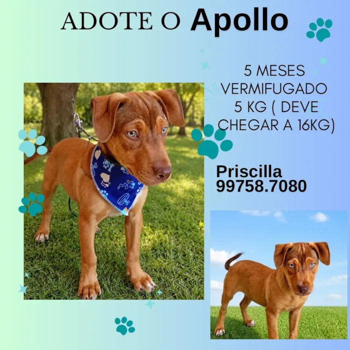 Cachorro raça SRD-ViraLata idade 2 a 6 meses nome Apollo