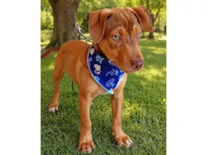 Cachorro raça SRD-ViraLata idade 2 a 6 meses nome Apollo