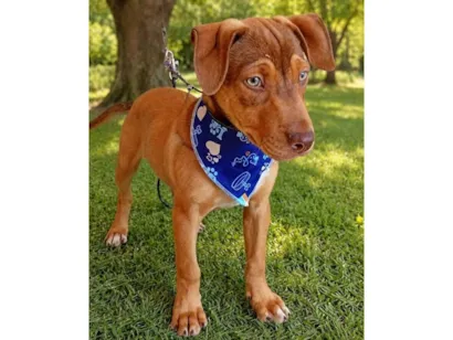 Cachorro raça SRD-ViraLata idade 2 a 6 meses nome Apollo