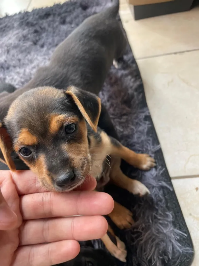Cachorro raça SRD-ViraLata idade 2 a 6 meses nome Bob