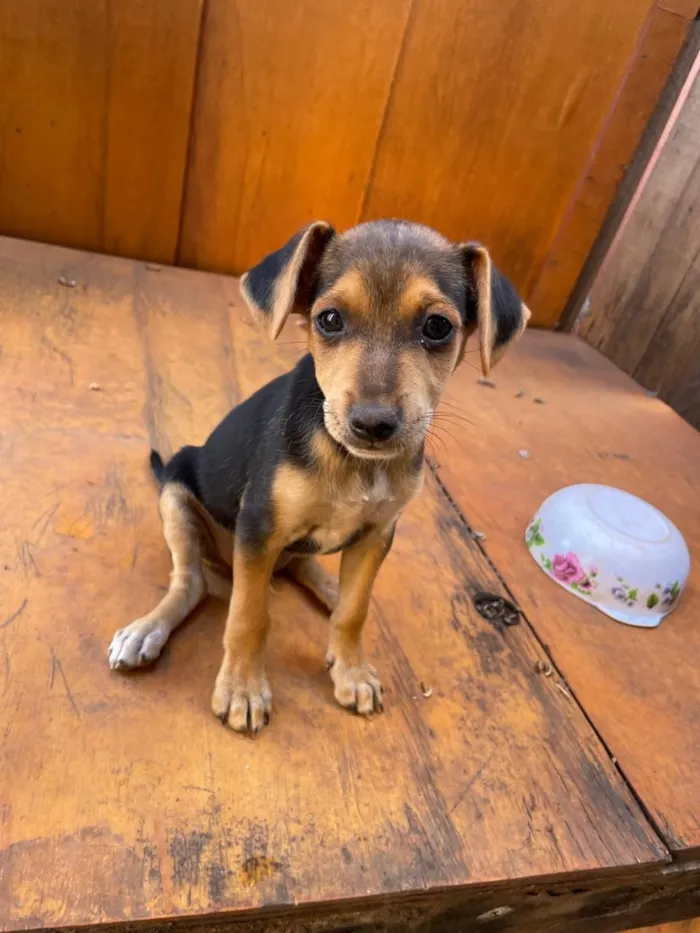 Cachorro raça SRD-ViraLata idade 2 a 6 meses nome Bob