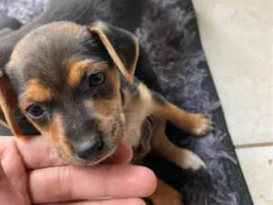 Cachorro raça SRD-ViraLata idade 2 a 6 meses nome Bob