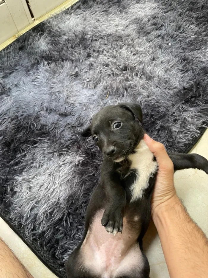 Cachorro raça SRD-ViraLata idade 2 a 6 meses nome Pretinho