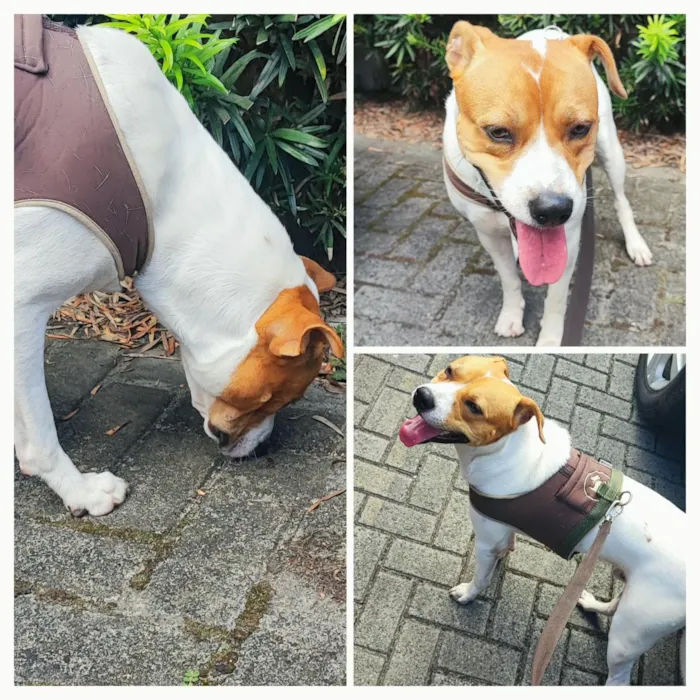 Cachorro raça SRD-ViraLata idade 2 anos nome Baruk