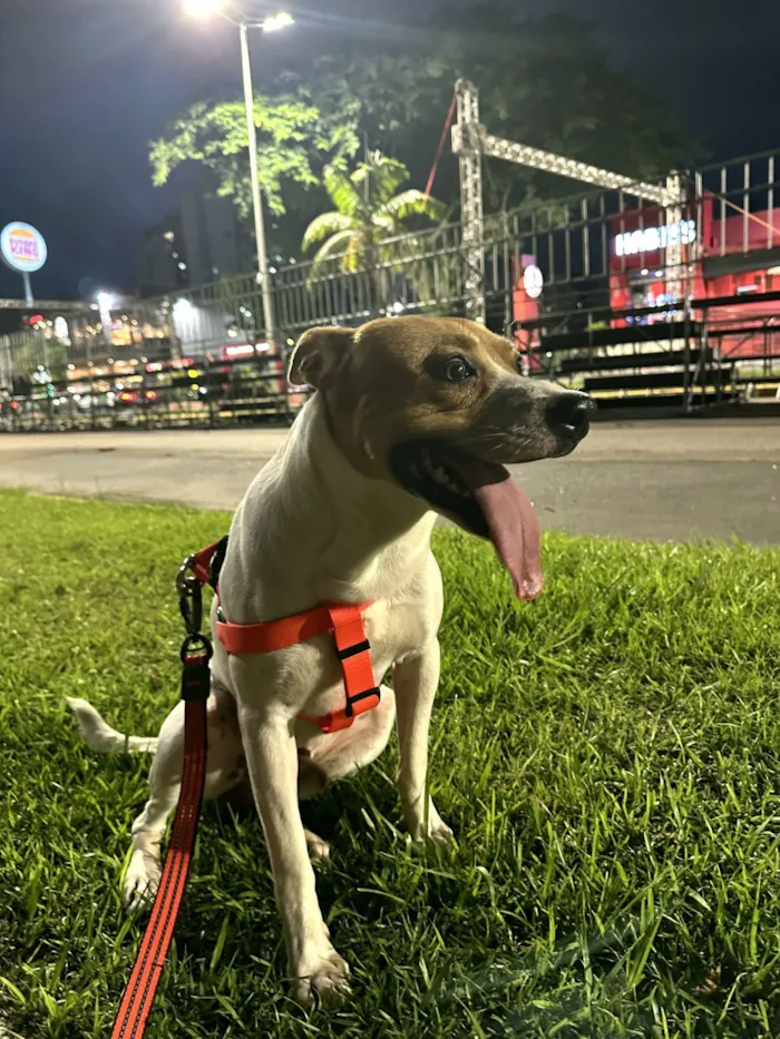 Cachorro raça SRD-ViraLata idade 2 anos nome Baruk