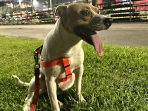 Cachorro raça SRD-ViraLata idade 2 anos nome Baruk