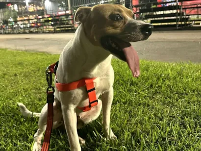Cachorro raça SRD-ViraLata idade 2 anos nome Baruk