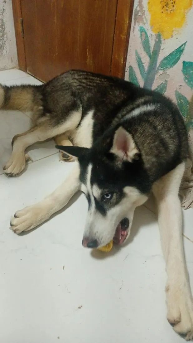 Cachorro raça  husky siberiano  idade 3 anos nome veloz  Husky siberiano 