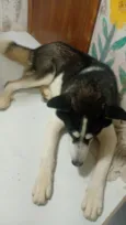 veloz  Husky siberiano 