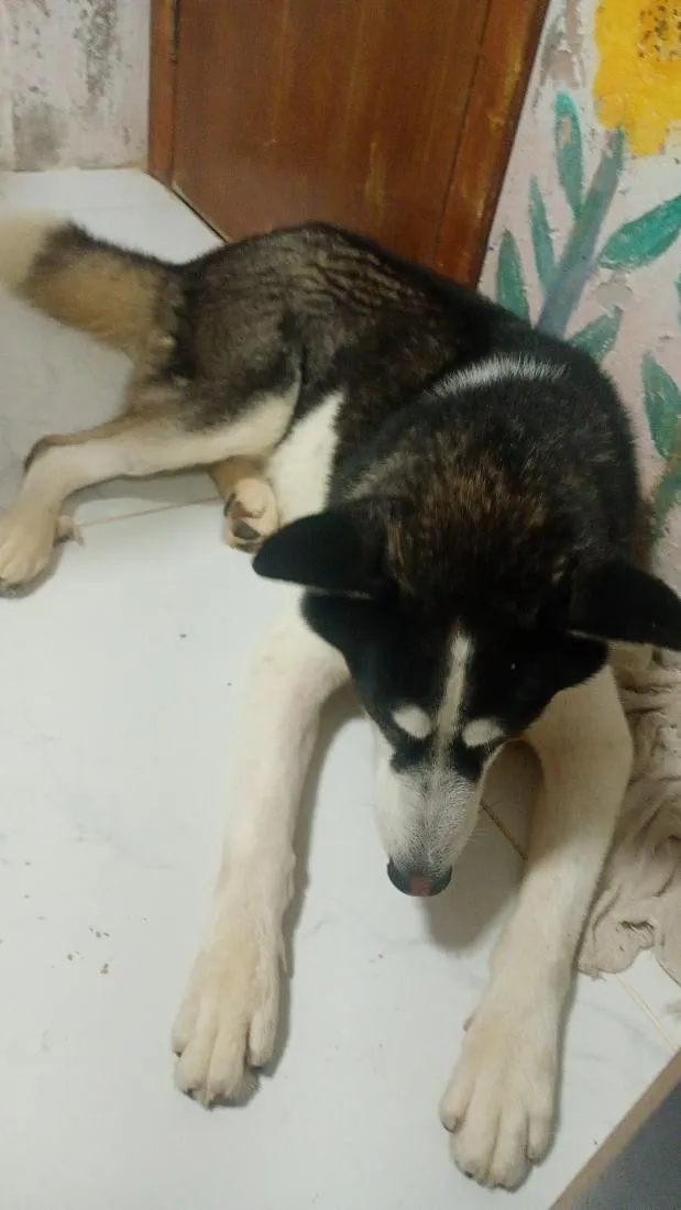Cachorro raça  husky siberiano  idade 3 anos nome veloz  Husky siberiano 