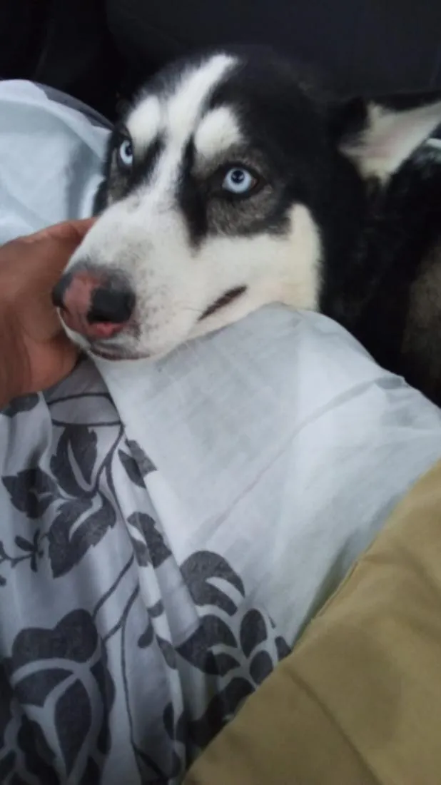 Cachorro raça  husky siberiano  idade 3 anos nome veloz  Husky siberiano 