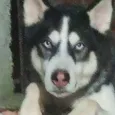 veloz  Husky siberiano 