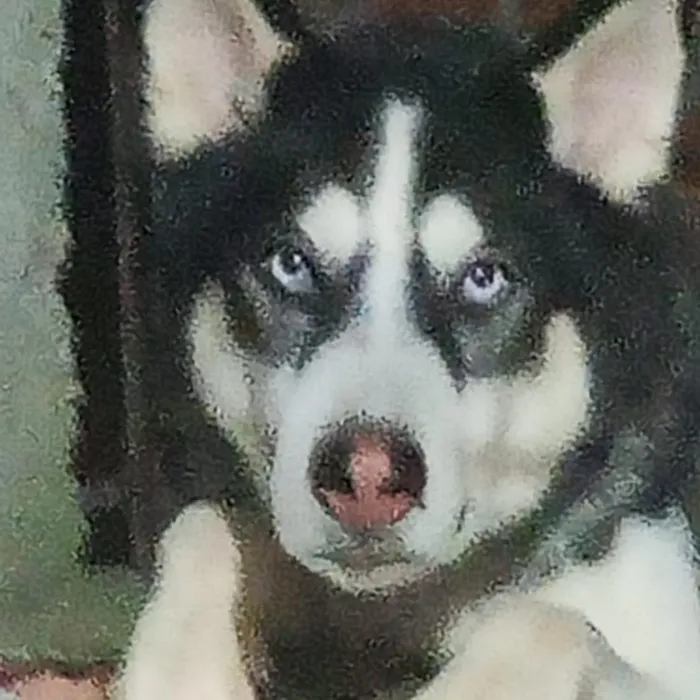Cachorro raça  husky siberiano  idade 3 anos nome veloz  Husky siberiano 