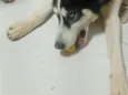 veloz  Husky siberiano 