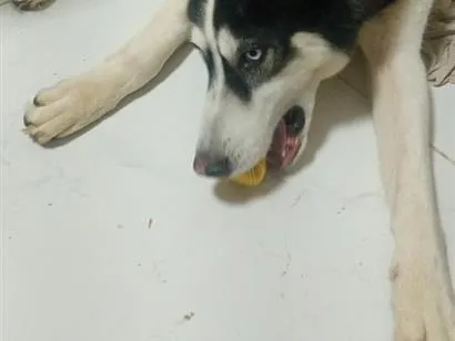 Cachorro raça  husky siberiano  idade 3 anos nome veloz  Husky siberiano 