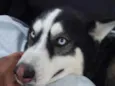 veloz  Husky siberiano 
