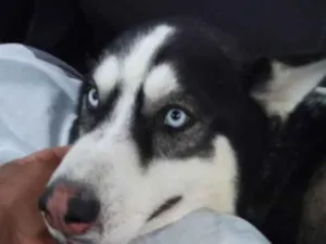 Cachorro raça  husky siberiano  idade 3 anos nome veloz  Husky siberiano 