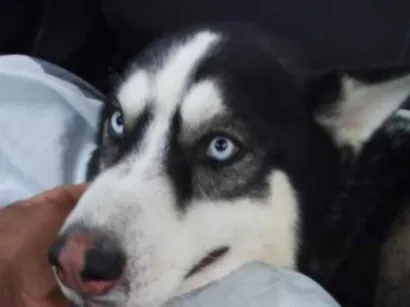Cachorro raça  husky siberiano  idade 3 anos nome veloz  Husky siberiano 