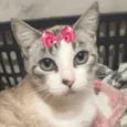 Biju