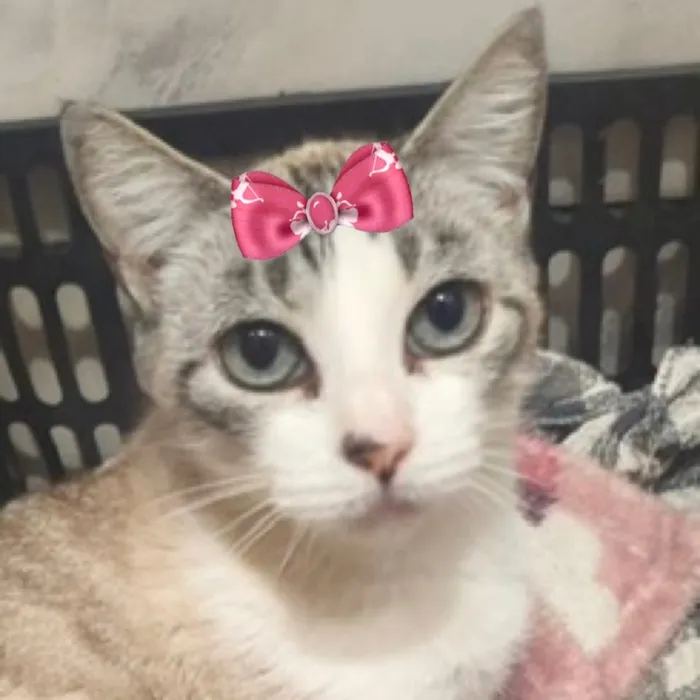 Gato raça SRD-ViraLata idade 1 ano nome Biju