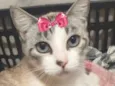 Biju