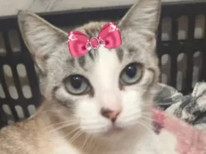 Gato raça SRD-ViraLata idade 1 ano nome Biju
