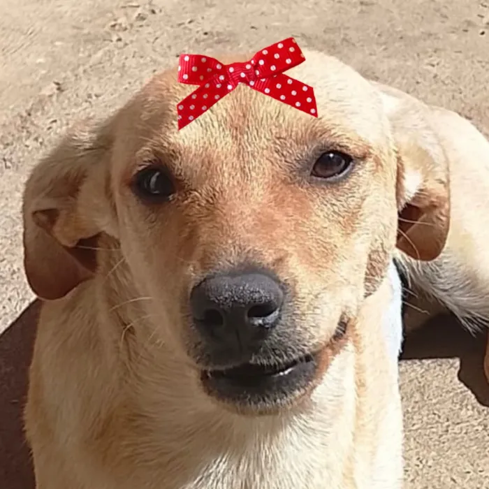 Cachorro raça SRD-ViraLata idade 7 a 11 meses nome Liz