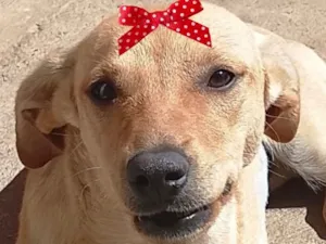 Cachorro raça SRD-ViraLata idade 7 a 11 meses nome Liz
