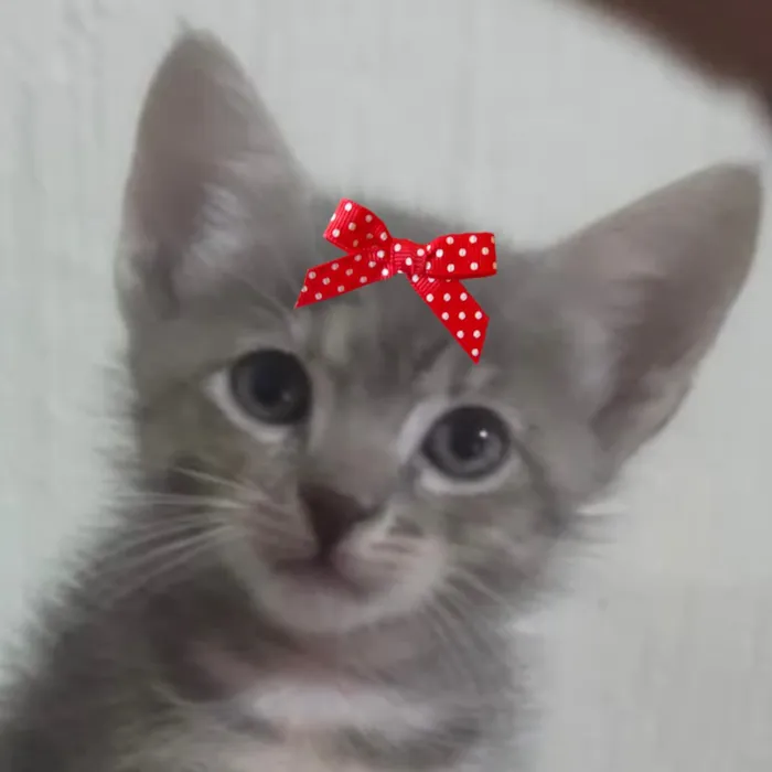 Gato raça SRD-ViraLata idade 2 a 6 meses nome Tina