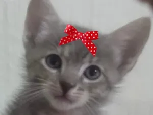 Gato raça SRD-ViraLata idade 2 a 6 meses nome Tina