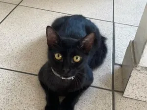 Gato raça SRD-ViraLata idade 7 a 11 meses nome Gato