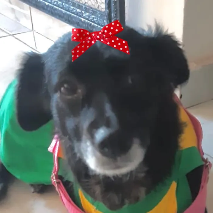 Cachorro raça SRD-ViraLata idade 3 anos nome Rubi