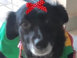 Cachorro raça SRD-ViraLata idade 3 anos nome Rubi